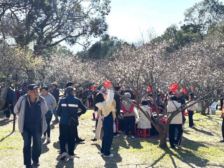 角板山行館梅花盛開 把握最佳賞花期限