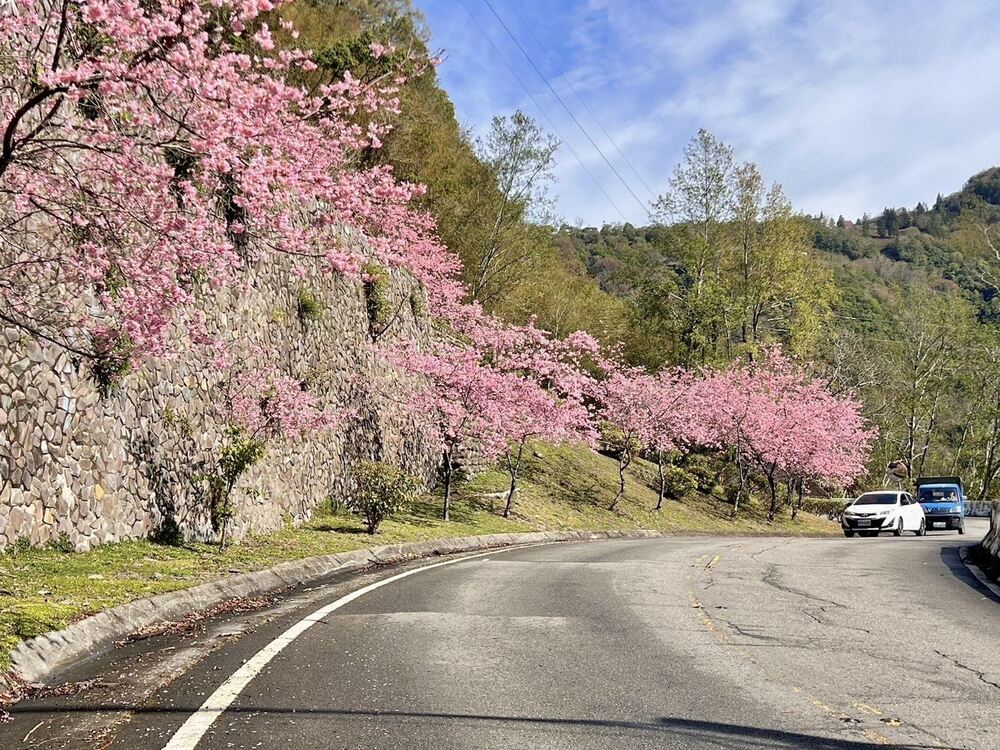 浪漫北橫櫻花季 跟著地圖賞櫻去