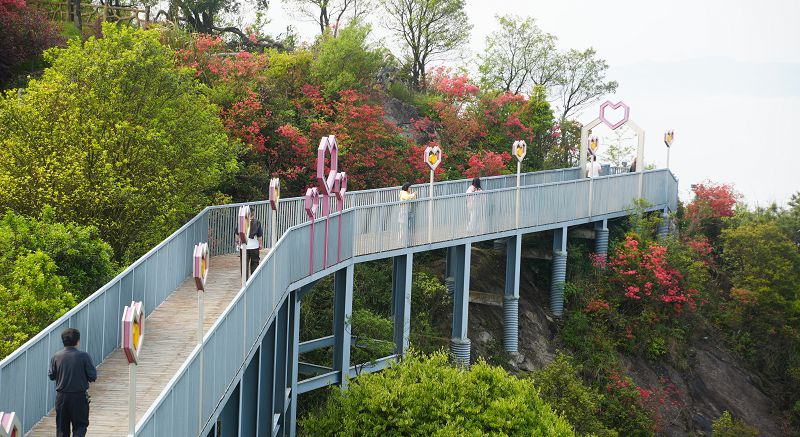 嶺頭杜鵑紅勝火 雲端花海醉蕉城